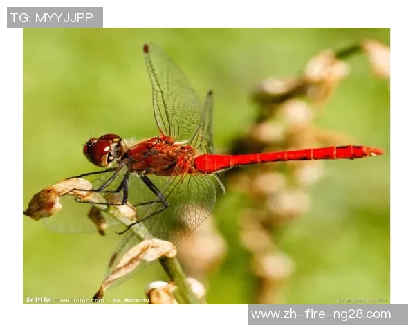 足球蜻蜓的飞翔与梦想：探索绿茵场上的灵动与激情